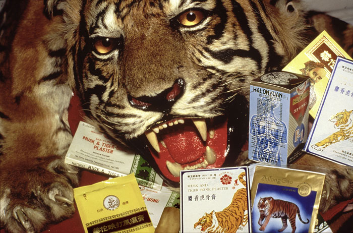 Chinese medicines containing tiger and rhino parts confiscated by the USFWS.  Los Angeles Airport, USA